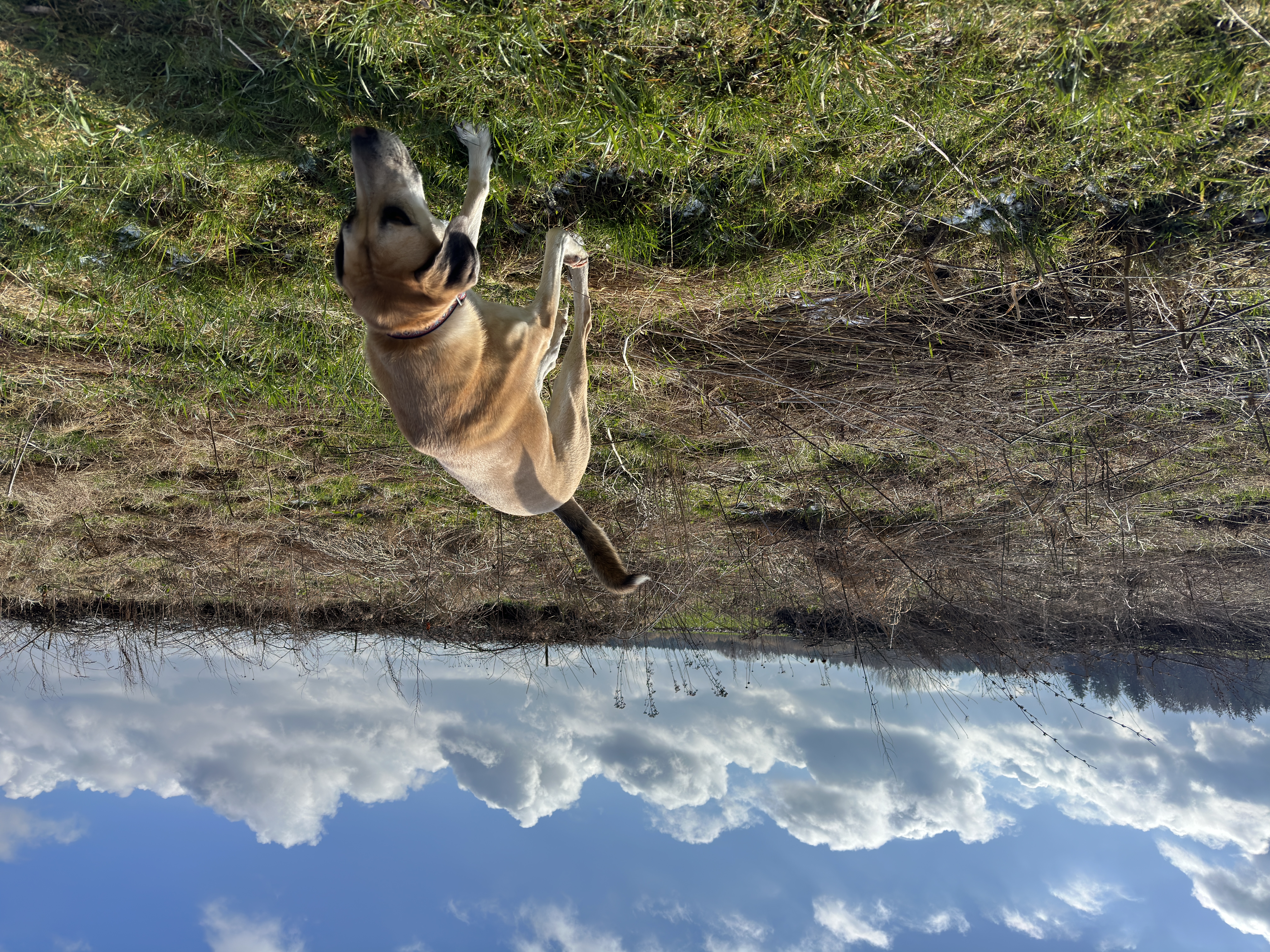 Hundebesitzer:innen beim gemeinsamen Training