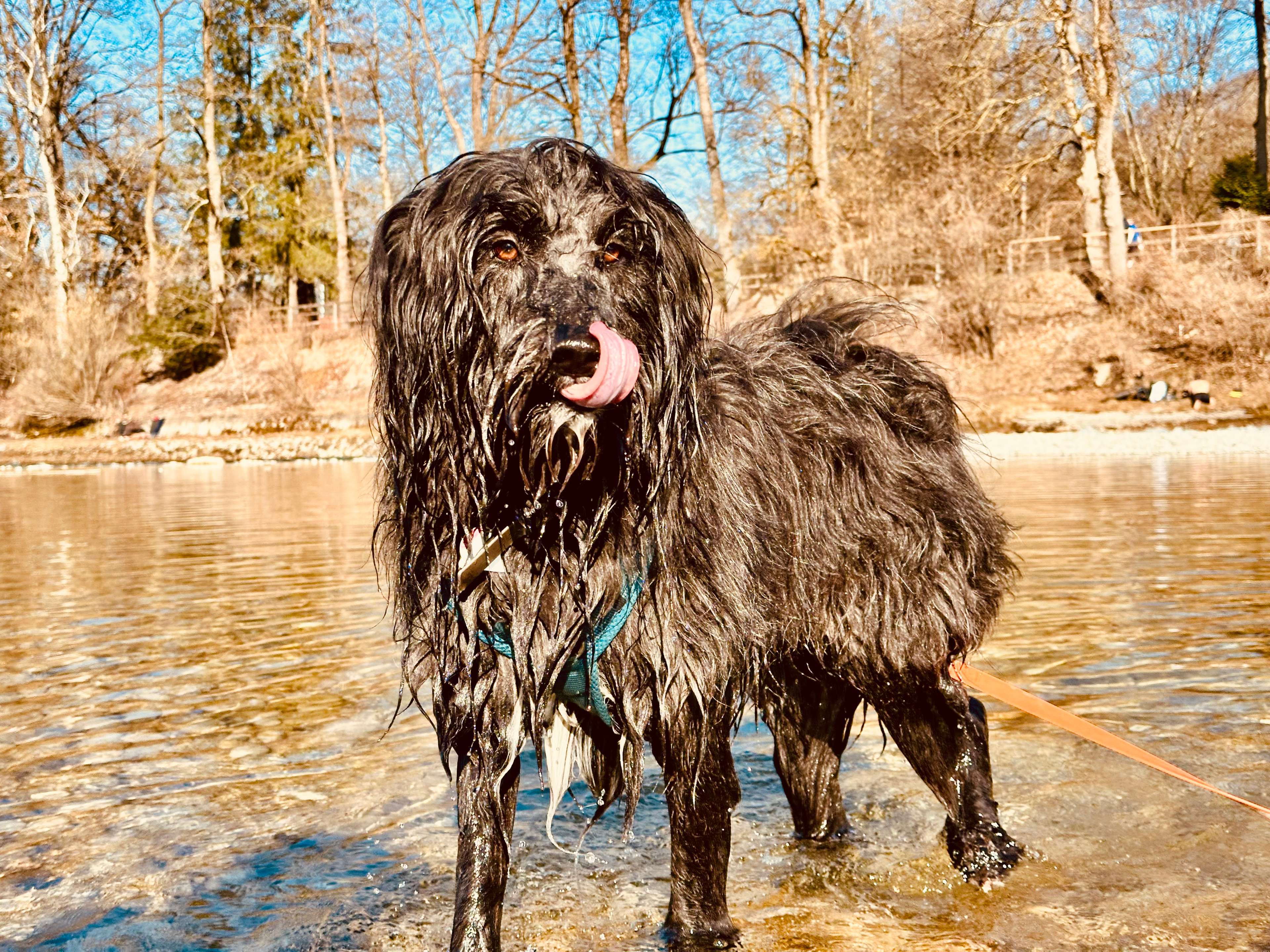 Hund beim Agility-Training
