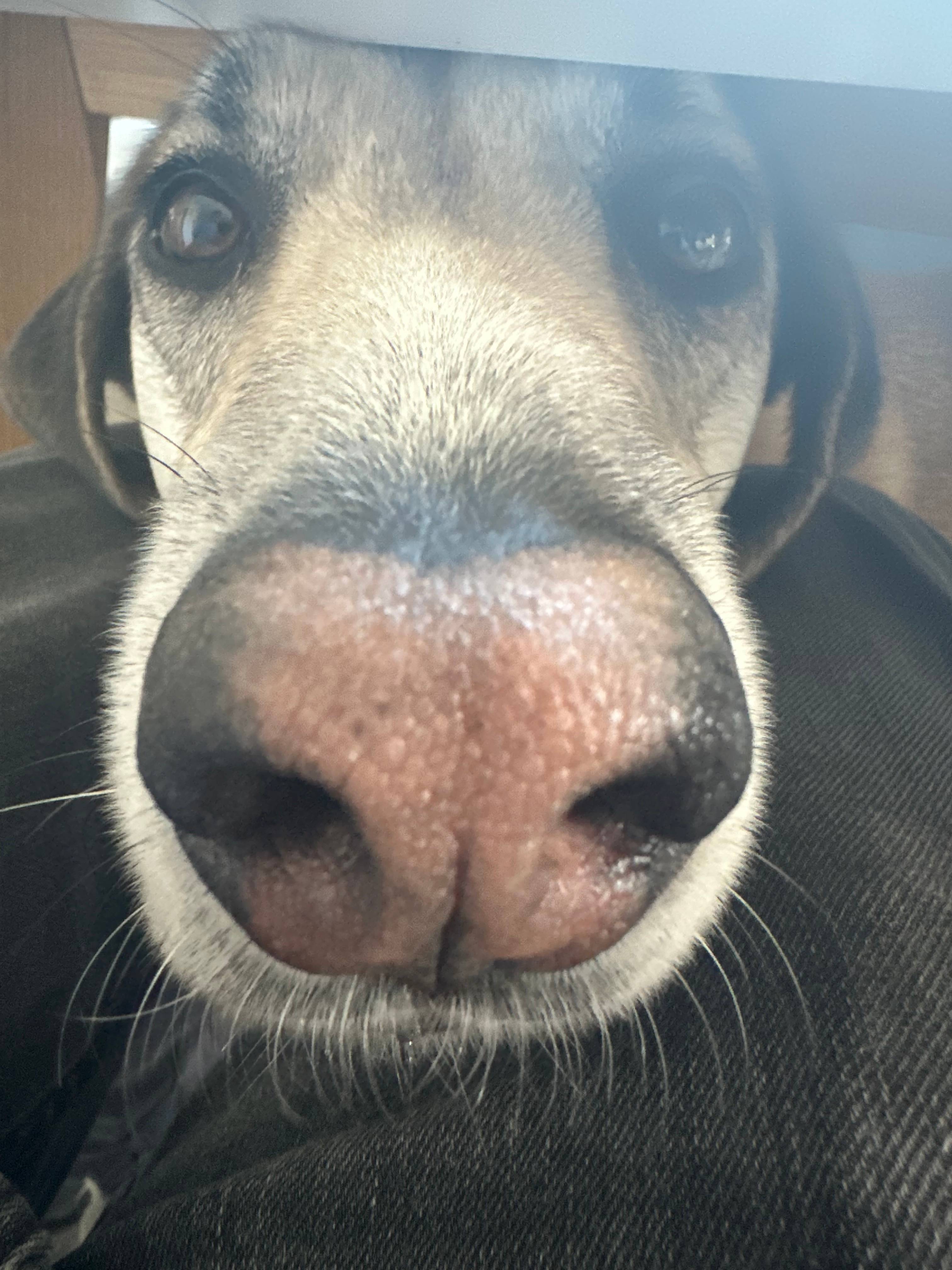 Hundetrainerin Karin Eideloth vom Hundeverein Türkenfeld