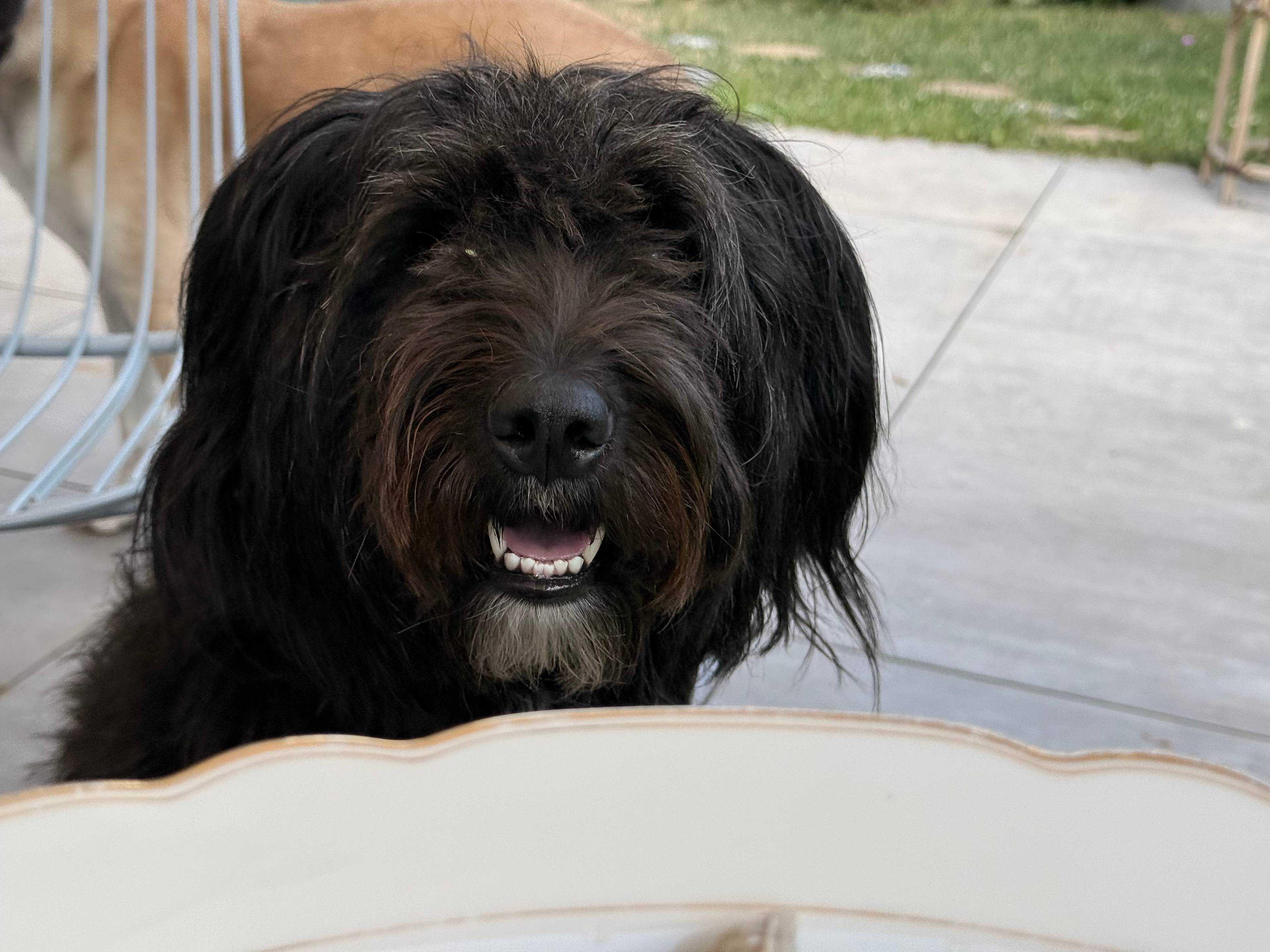 Hund beim Freilauf-Training auf einer grünen Wiese in Türkenfeld