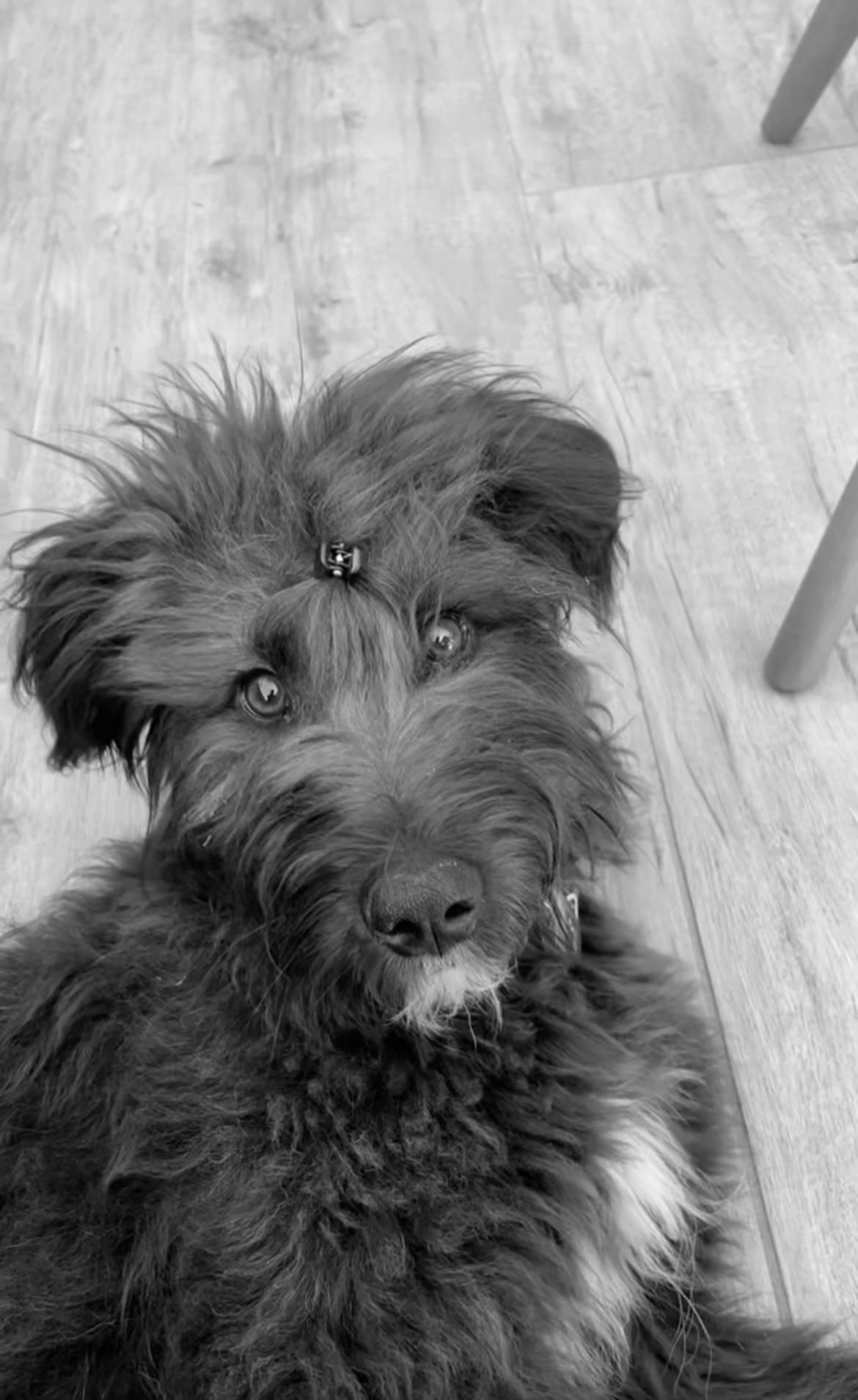 Hund läuft frei und schaut zu seiner Bezugsperson