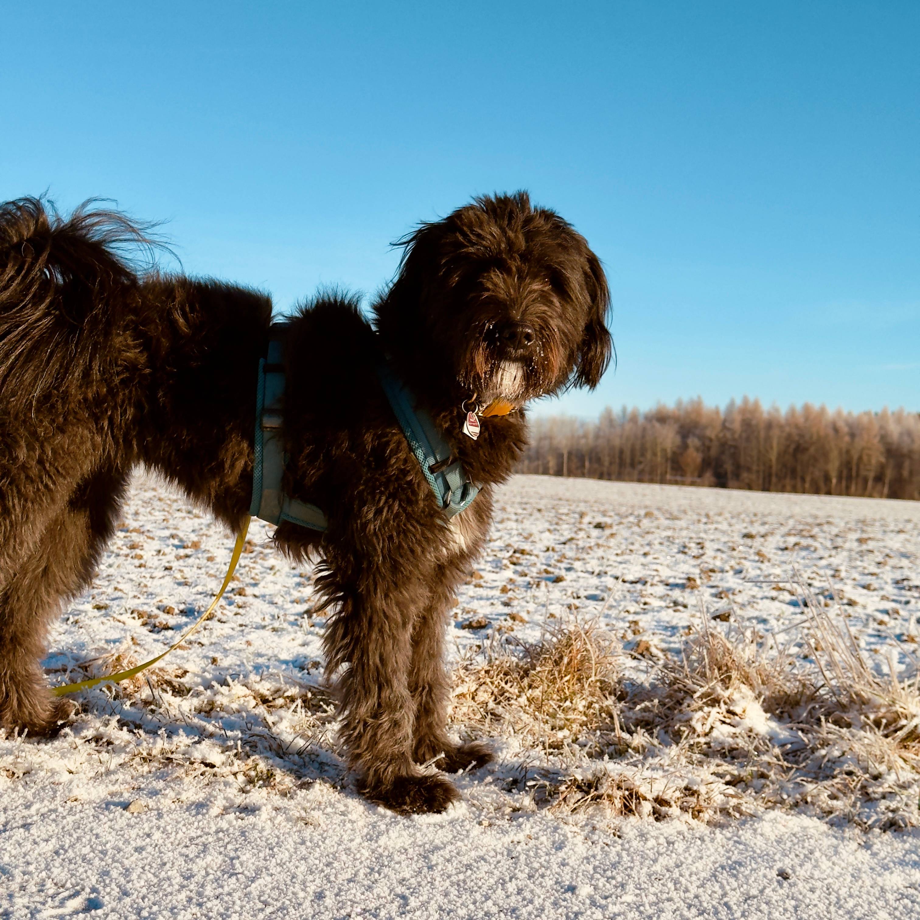 Hund springt beim Agility-Training über eine Hürde auf dem Trainingsplatz