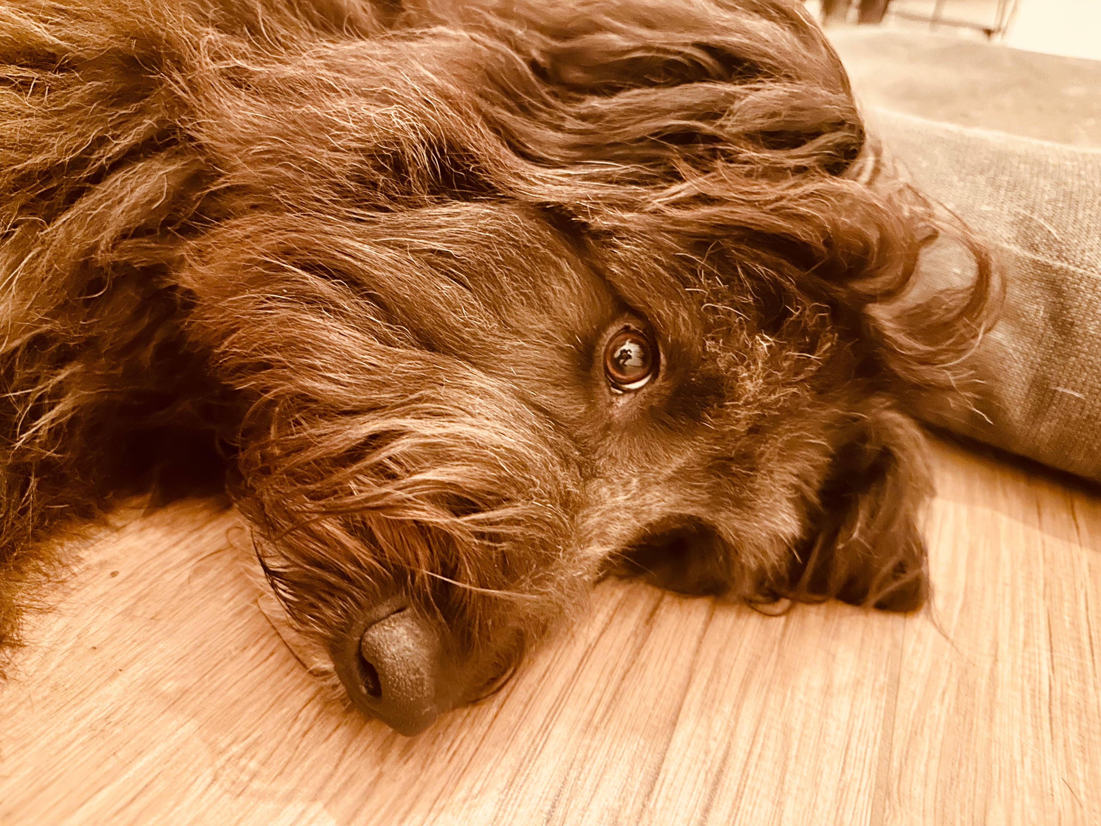 Gruppe von Hundebesitzer:innen beim Social Walk mit ihren Hunden in Türkenfeld