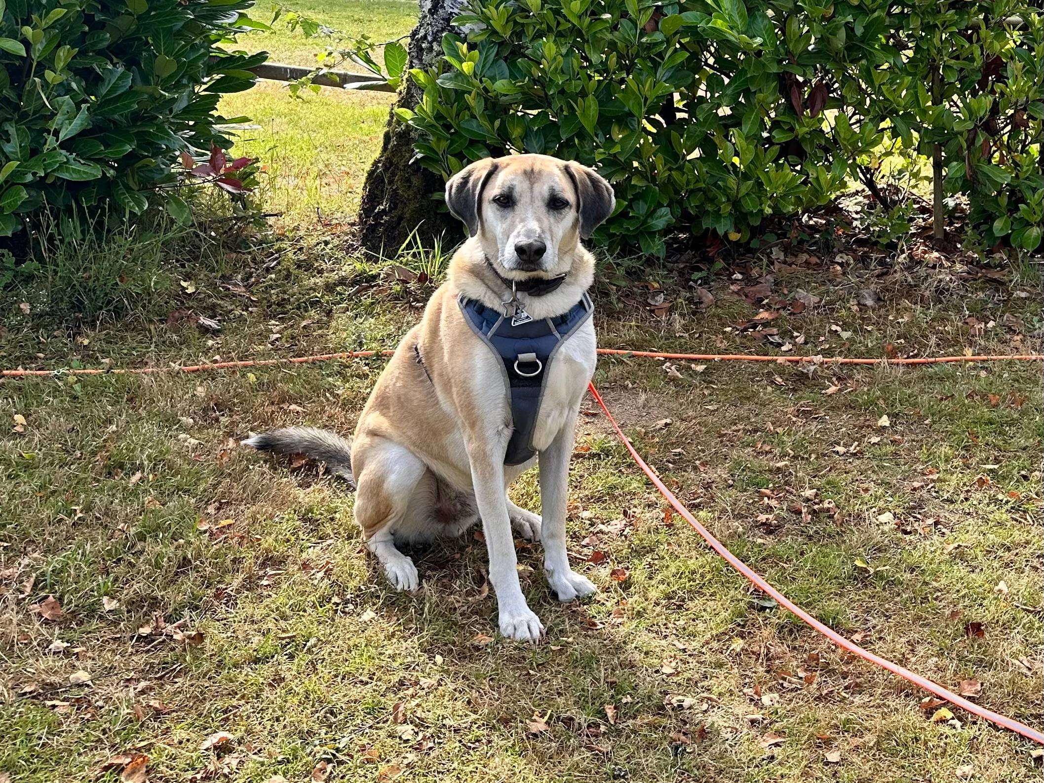 Mensch und Hund beim gemeinsamen Training