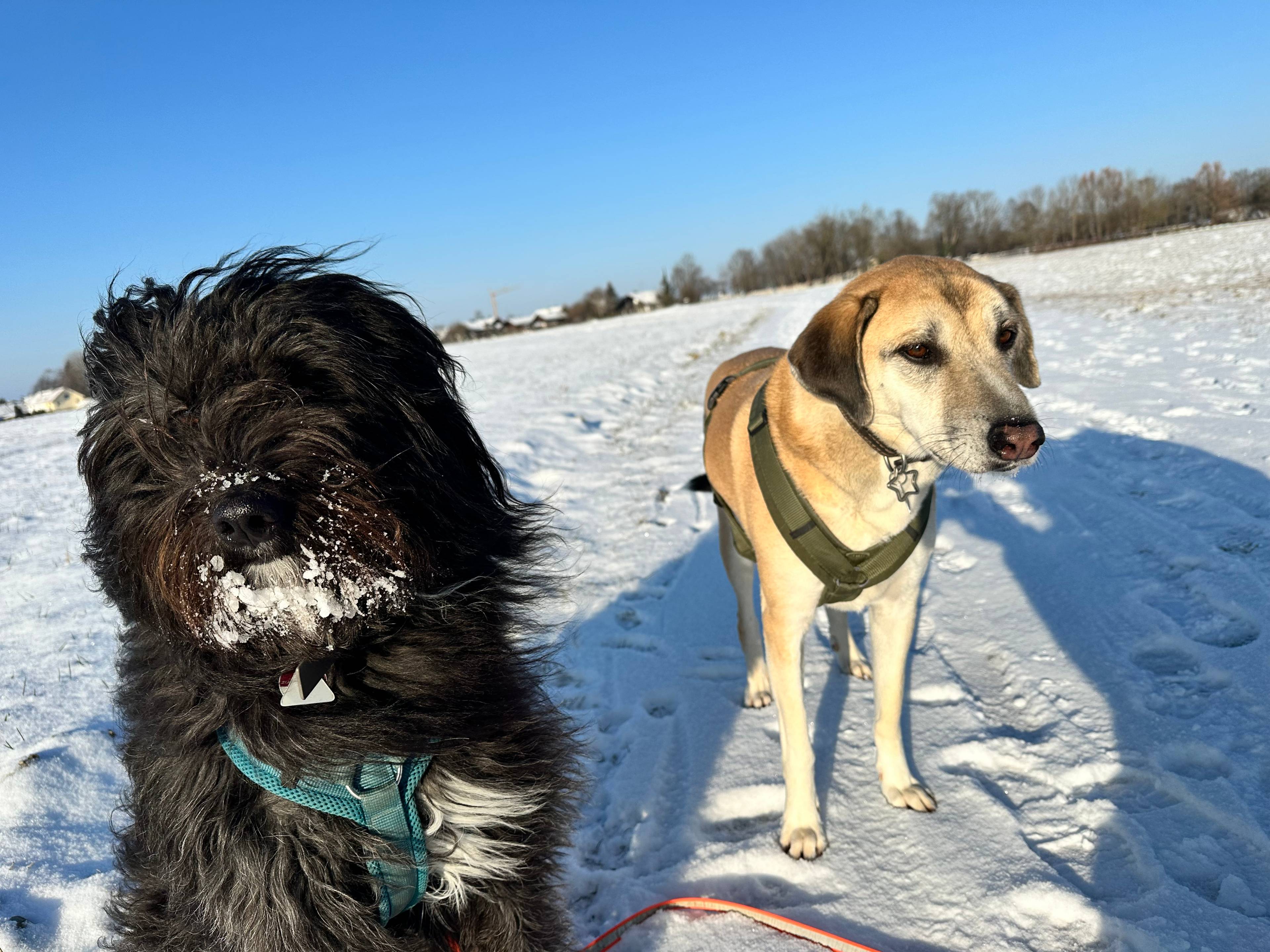 Gruppe von Hundebesitzer:innen beim Social Walk