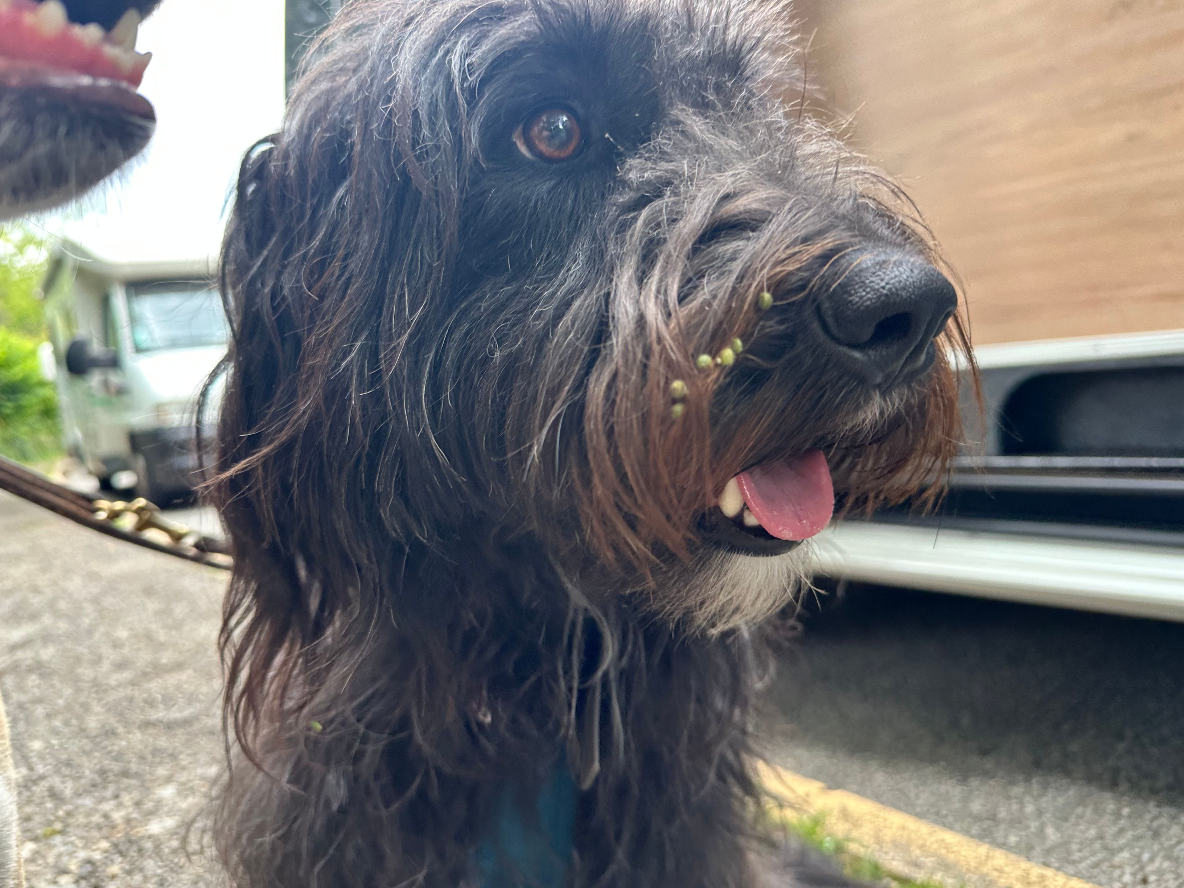 Hundetraining Kontakt