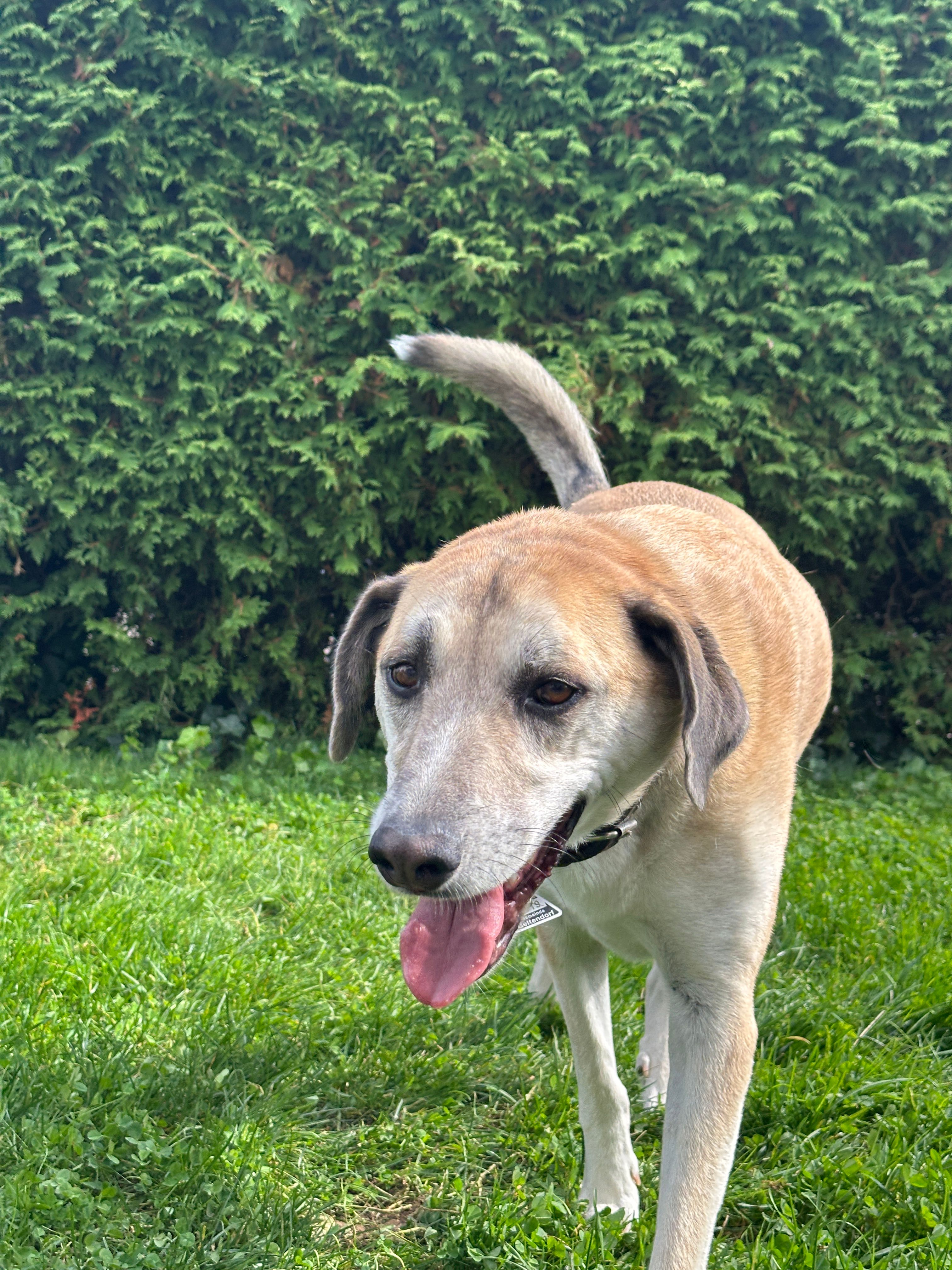 Hunde beim Social Walk