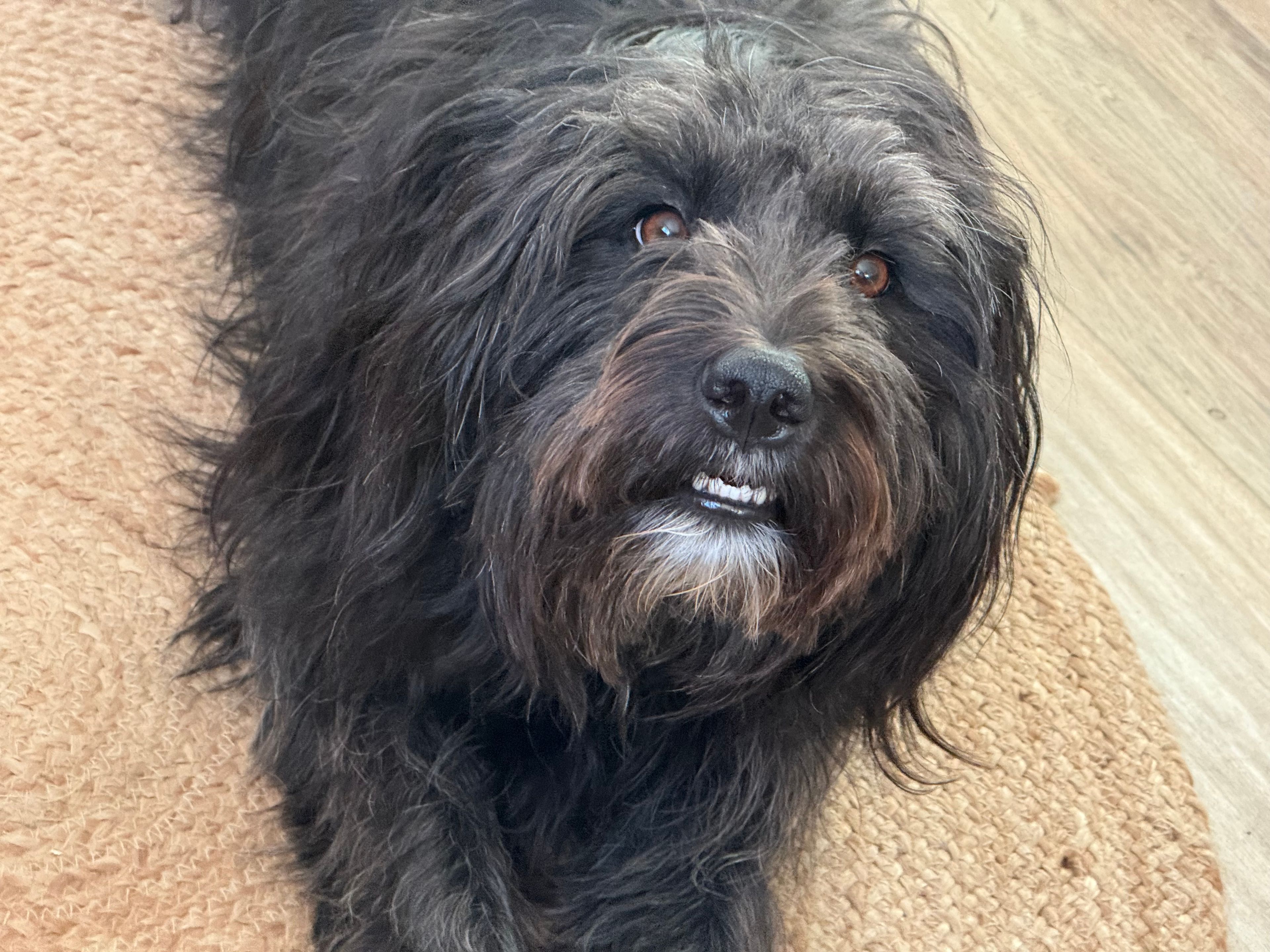 Hunde beim Training im Freien